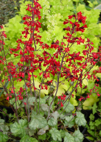 Heuchera 'Lipstick'